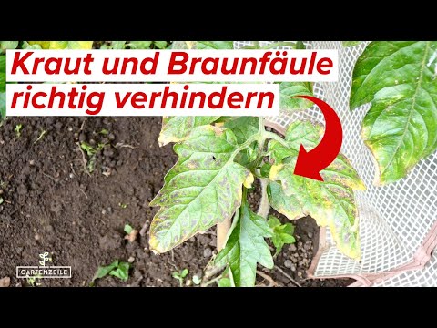 , title : 'Kraut und Braunfäule an Tomaten - So wirst du sie los!'