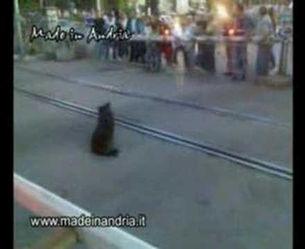 Andria, lo strano cane del passaggio a livello