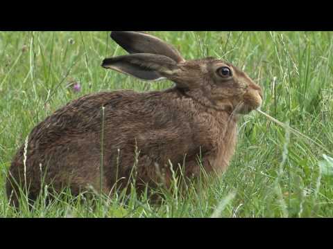 Brown Hare - The British Mammal Guide