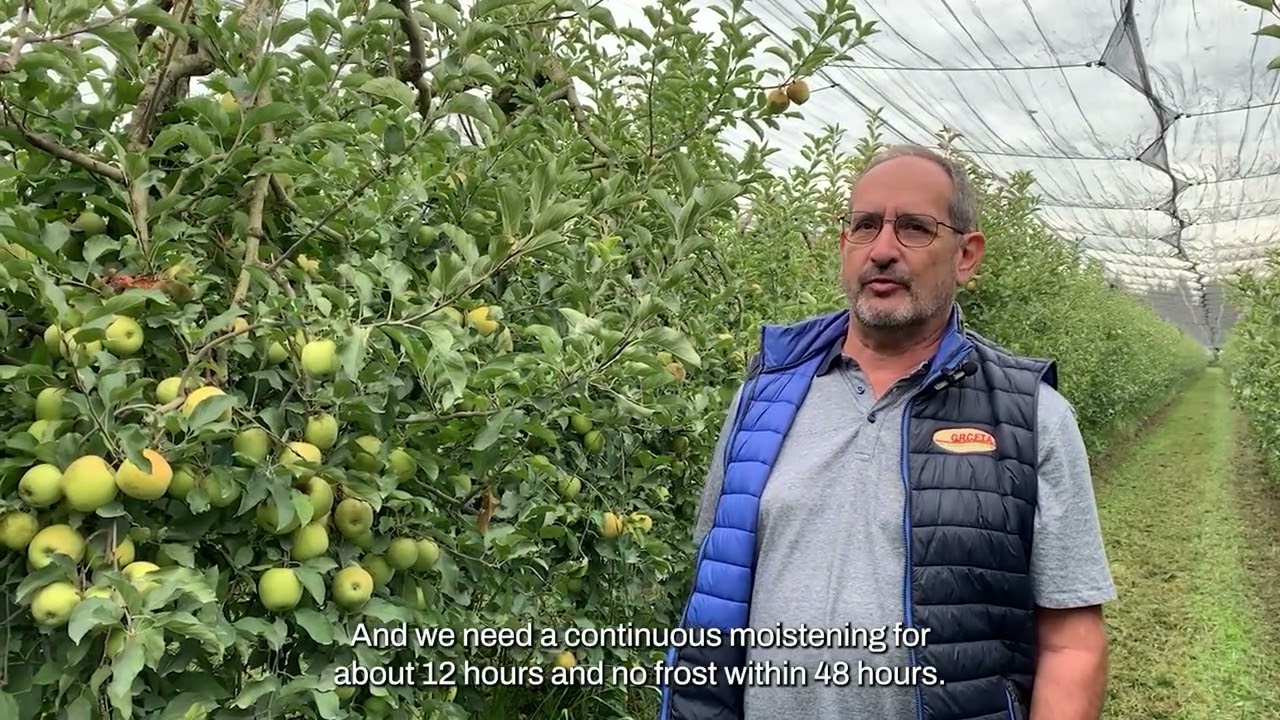 Effective moth control in apple orchards with beneficial nematodes - Capirel