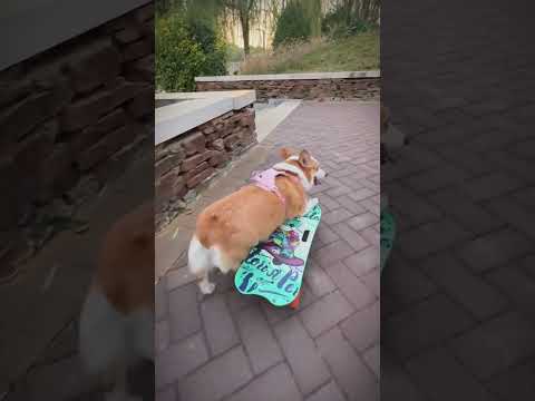 Skate Corgi  #pets  #perro  #mascotas #perritos  #skate  #vidadeperro #perrosfelices #corgi