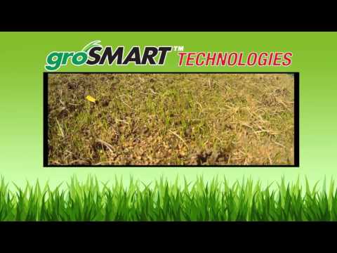 GroSmart Revolutionary Turf Type Tall Fescue Grass Seed