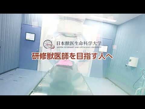 動物科学科 研修獣医師を目指す人へ【日本獣医生命科学大学付属動物医療センター】