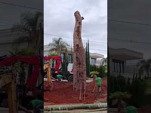 Plantio em Anápolis Goiás. Deseja fazer um plantio também? Entre em contato pelo (32) 9837-2804