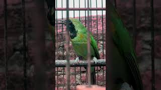 Download lagu Emosi Cucak Ijo Gacor #kicaumania #cucakijobongkarisian #masteranburung #tengkekbuto mp3