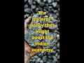 The Great Indian Mineral Policy