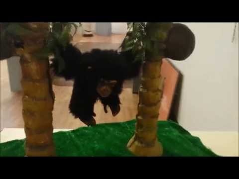 Northants H&P meets Alfie the Ape