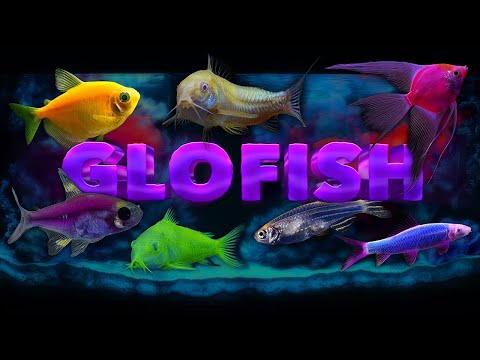 GloFish Species And the Science Behind Their Glow.