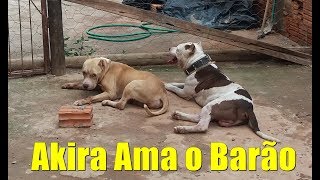 OREMÉDIODEAKIRAÉBARÃO/SEQUELASDACINOMOSE/ESTIMULANDOANDAR
