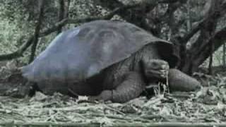 preview picture of video 'Islas Galapagos- The Galapagos Island Galapagos Aquatours'