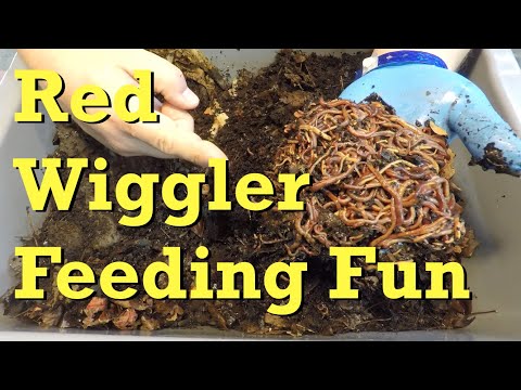 4th, 9th & 12th feeding of three red wiggler bins - worm farm vermicomposting