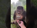 Is This Monkey Secretly HUMAN Aroundthemonkey
