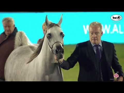 N 69 NEOM AL KHALEDIAH   PSAIAHF 2023   Fillies 3 Years Old Class 3