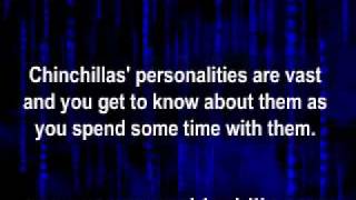 What Are Those Sounds My Chinchilla Is Making