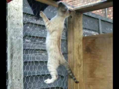 MUD.  LIVE VERSION  of  The Cat crept in.