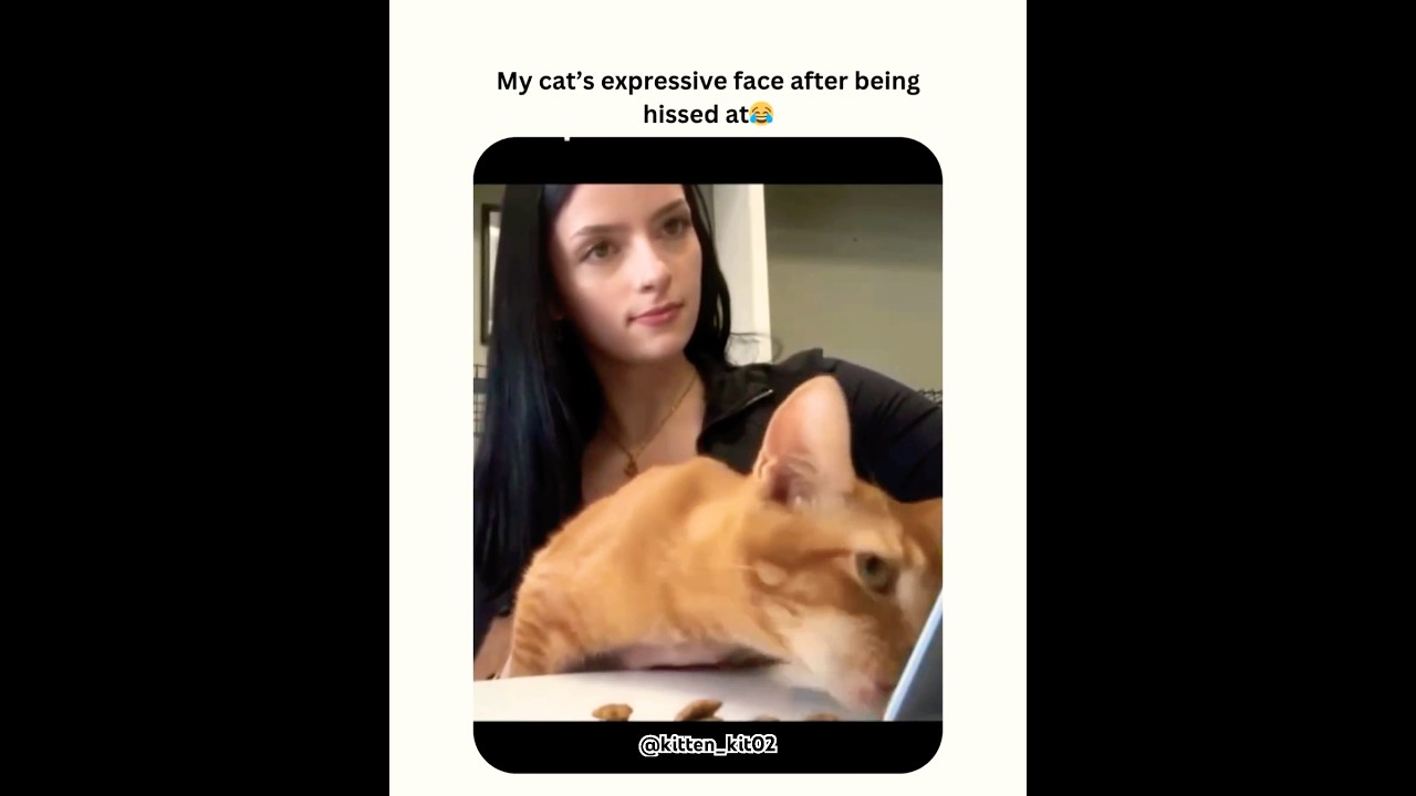 Expressive face😂😾#shorts #cat #exlore