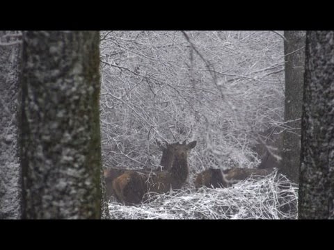 HAZAI VADÁSZ TV Magazin – 2015. február 15-i adás