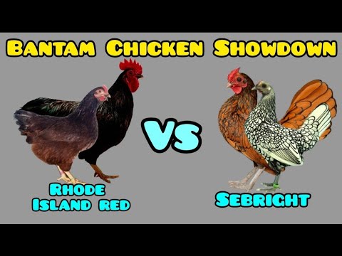 The Bantam Battle: Productivity vs. Beauty (Rhode Island Red Vs. Sebright)