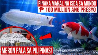 PINAKA MAHAL NA ALAGANG ISDA SA BUONG MUNDO, MERON SA PILIPINAS | 100 MILLION ANG PRESYO | MISTER DI