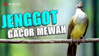 Download lagu MASTERAN CUCAK JENGGOT GACOR MEWAH... mp3