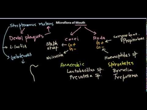 Bacteria of mouth - YouTube