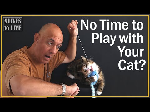 Easy ways to play with your cat