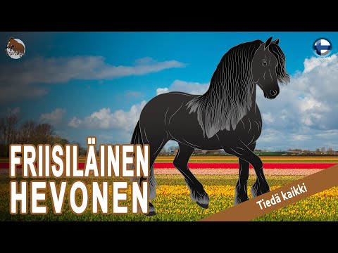, title : 'FRIISILÄINEN HEVONEN, hevoset, jotka ovat osa Alankomaiden kulttuuriperintöä, HEVOSRODUT'