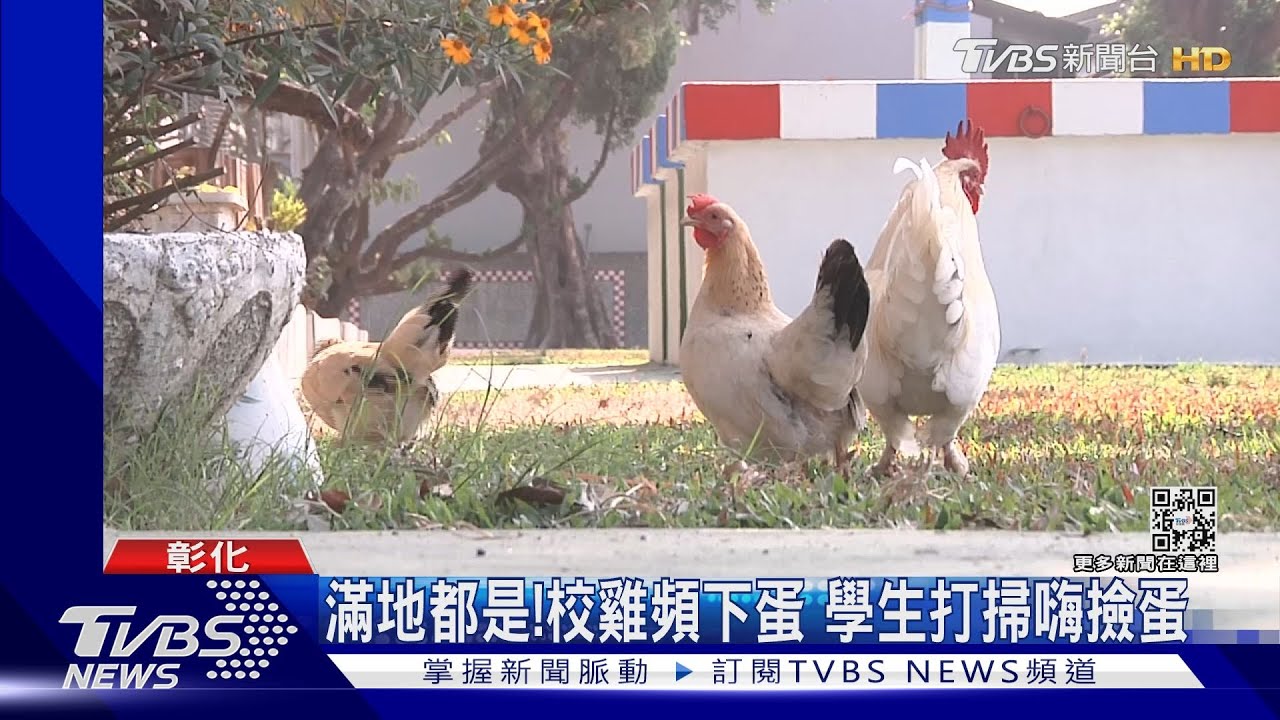 滿地都是!校雞頻下蛋 學生打掃嗨撿蛋