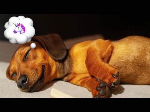 Il mini bassotto sogna unicorni magici! 🦄✨