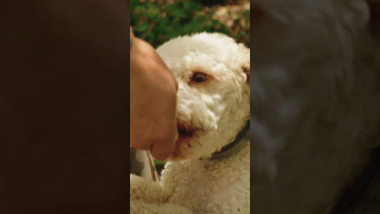 Watch the truffle hunt