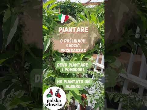 "Nie przesadzaj" po włosku i o tym jak "przesadzać" pomidory - włoski w minutkę - lekcja italiano
