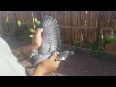 Leen Boers... Janssen 019.. Van loon.. 2018.. Consanguineo Abuelo .. nieta..