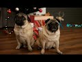 Introduction To The Pug Channel
