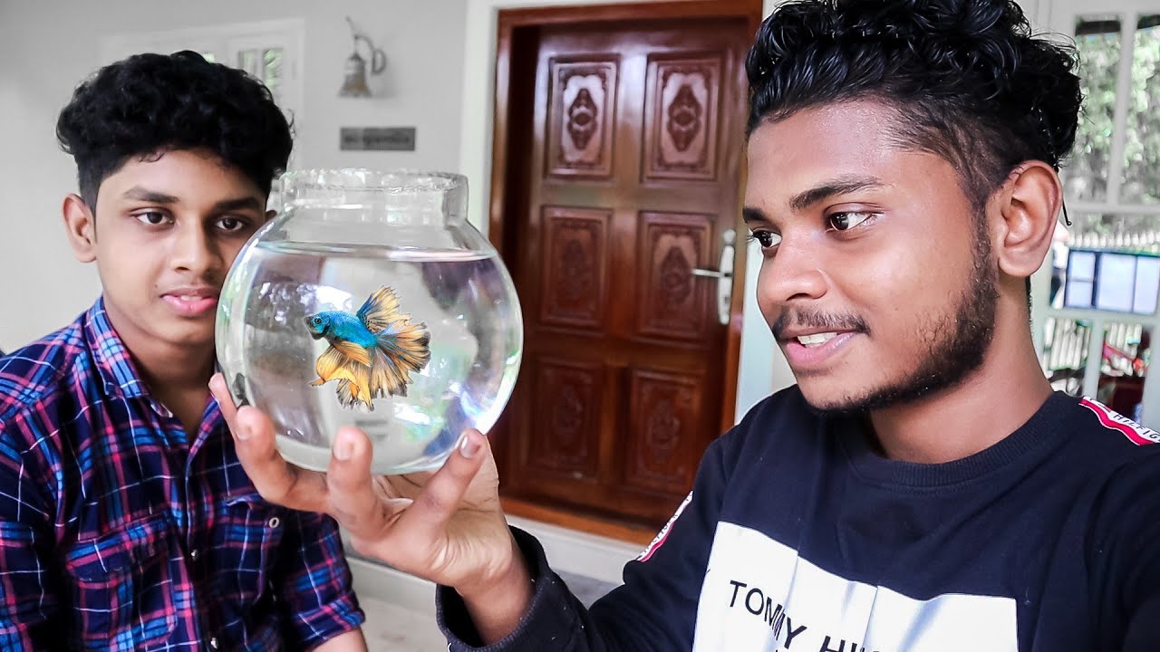 Watch video Guys... അനിയന് ഒരു കിടിലൻ Betta fish വാങ്ങിക്കൊടുത്തു 🔥🔥🔥 OMG Betta fish വേറെ ലെവൽ l Akash Anilkumar Now Guys... അനിയന് ഒരു കിടിലൻ Betta fish വാങ്ങിക്കൊടുത്തു 🔥🔥🔥 OMG Betta fish വേറെ ലെവൽ l Akash Anilkumar