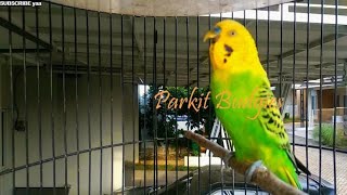 Download lagu PARKIT GACOR ! Full Materi Tembak Beset Crecet Masteran Murai C Ijo Anis Kacer / Budgie Parakeet mp3