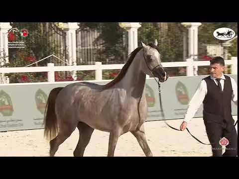 N 202 AJ REDAN   Abu Dhabi International Arabian Horse Championship 2021   Colts 2 Years Old Class 7