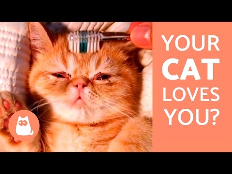 10 Signs that your Cat Loves You - YouTube