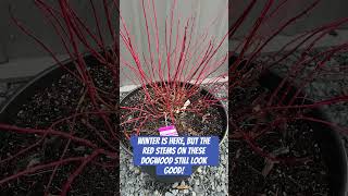 Ivory Halo Red Twig Dogwood | Winter Update