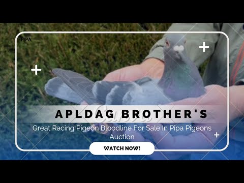 World's Best Racing Pigeon Bloodline " Porsche Special " For Sale In Pipa Pigeons Auction