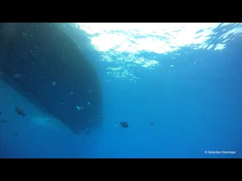 Daedalus Reef: Oceanic Whitetip close-up and jumping