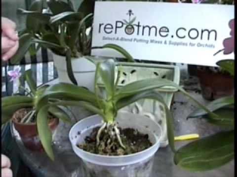 Phalaenopsis Orchid Care - From rePotme.com