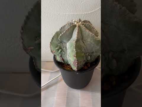 アストロフィツムについて詳しく解説