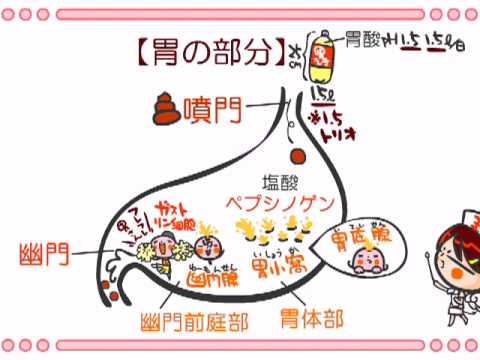 馬の消化器系