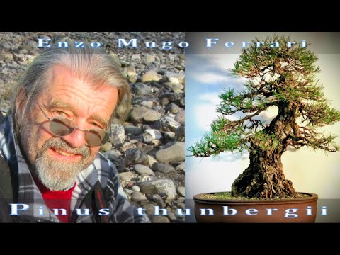 Black Pine bonsai ..Spectacular tree by Enzo Mugo Ferrari