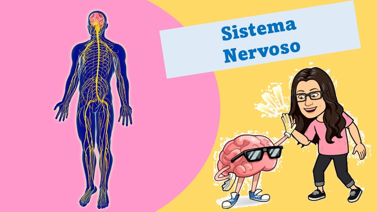 Sistema Nervoso - Ensino Fundamental 1.