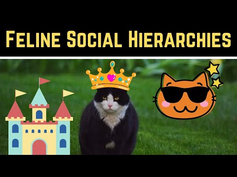 Are There Alpha And Beta Cats?