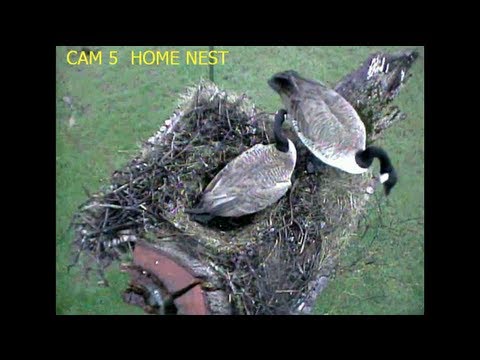 Eaglecrest Wildlife Goose Lays 1st Egg above Barn Owl Nest 2-19-13