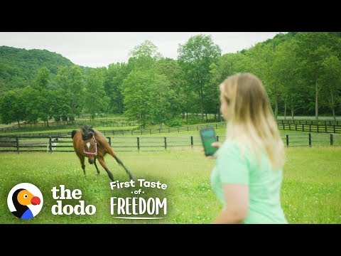 YouTube video about: How to become a horse rescue?