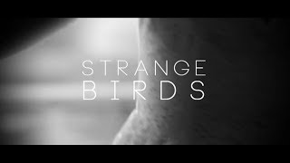 Birdy - Strange birds Videoclip