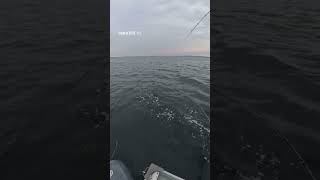 ネットインするまでが釣り😊　ピンクサーモンを無事ゲットしました　#釣り #サーモン #シアトル 